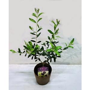 オリーブの苗木 ひなかぜ 3号ポット : 植物・園芸専門店 花育通販Yahoo