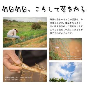 島らっきょう沖縄県産 100g 量り売り 50...の詳細画像3