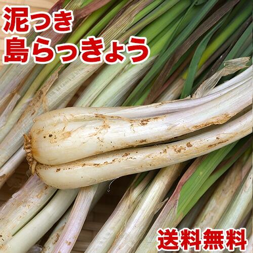 島らっきょう沖縄県産 2kg 送料無料！ 今なら200gオマケ付き！たっぷり買うなら絶対お得！ 沖縄...