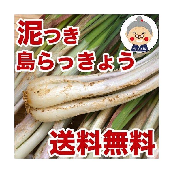 島らっきょう沖縄県産 1kg 送料無料 2kgご購入で更に200gオマケ 天ぷらや漬物、ビールのお供...