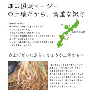 島らっきょう沖縄県産 1kg 送料無料 2kg...の詳細画像2