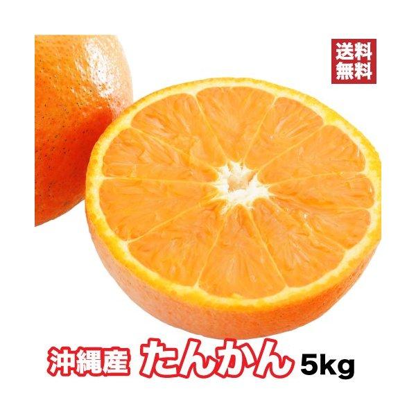 タンカン 5kg 沖縄たんかん！沖縄が誇る最強柑橘フルーツ  ｜果物 ｜【2月上旬〜順次発送・日時指...