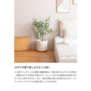 観葉植物 オリーブ フェイクグリーン 人工 室...の詳細画像4