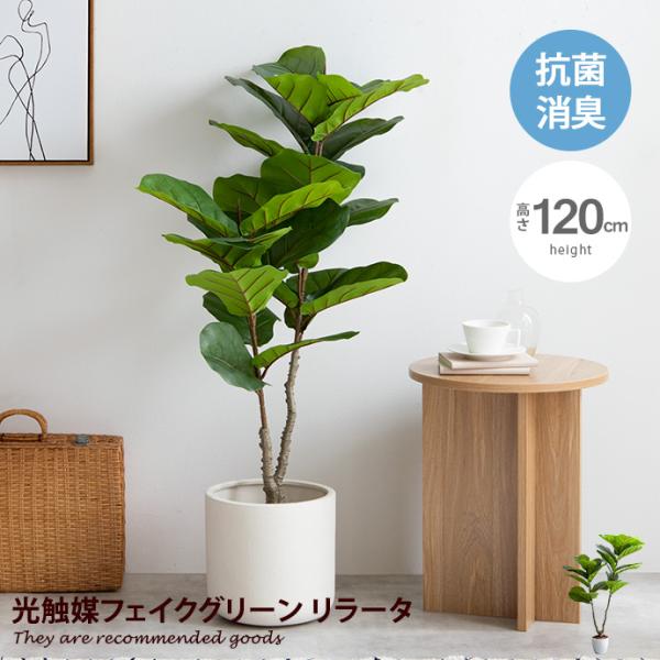 Nature ナチュレ 観葉植物 リラータ カシワバゴムの木 カシワバゴムノキ フェイクグリーン 人...