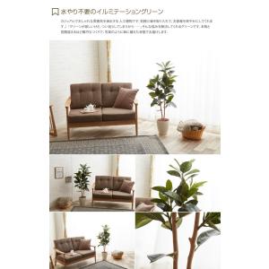 観葉植物 ゴムの木 ゴム rubber tre...の詳細画像1