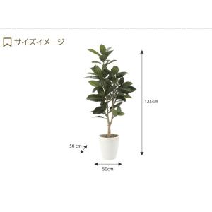 観葉植物 ゴムの木 ゴム rubber tre...の詳細画像2