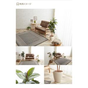 観葉植物 ゴムの木 ゴム rubber tre...の詳細画像3