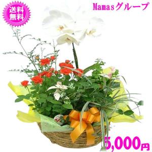 母の日 Mother's Day 胡蝶蘭【マザーチーク】5号鉢 2本立ち 陶器鉢
