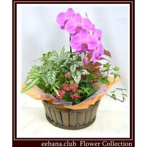 祝敬老の日胡蝶蘭グループプランツ6,000円 送料無料