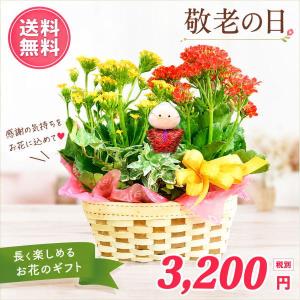 2026敬老の日 大人気！ とっても長持ち花鉢がなんと 3,200円 送料無料
