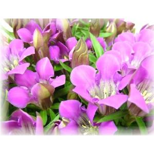 数量限定!祝敬老の日ピンクりんどうはちもの 今...の詳細画像1