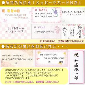 数量限定!祝敬老の日ピンクりんどうはちもの 今...の詳細画像2