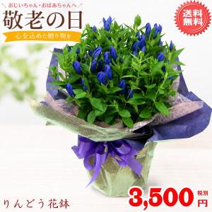 数量限定!祝敬老の日 紫りんどうはちもの 今だけ...の商品画像