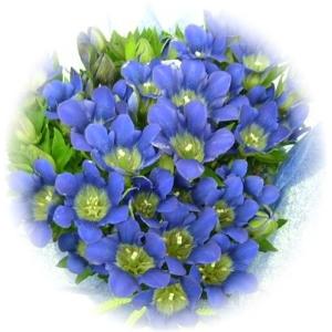 数量限定!祝敬老の日 紫りんどうはちもの 今だ...の詳細画像1