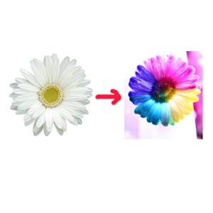 パレス化学 切花着色剤ファンタジー 自由研究セ...の詳細画像2