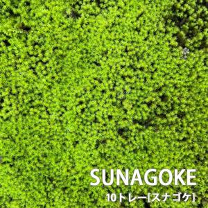 スナゴケ 砂苔 10トレー セット トレーサイズ...の商品画像