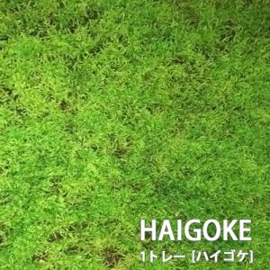 ハイゴケ 這苔 1トレー トレーサイズ300mm...の商品画像
