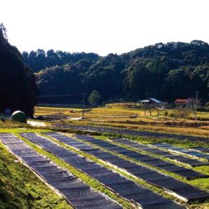 ハイゴケ 這苔 1トレー トレーサイズ300m...の詳細画像3
