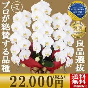 胡蝶蘭 就任祝い ギフト お祝い 大輪 ホワイトロッキー 3本立 ２l モテギ洋蘭園 安心品質 叙勲 就任 開店 開業 開院 就任祝い 栄転 銀座 神田 fwm フラワーショップエフラ 通販 Yahoo ショッピング