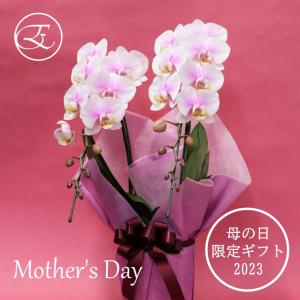 母の日 花 胡蝶蘭 2023 ルパン 2本立 特別ラッピング 限定 大臣賞 モテギ洋蘭園
