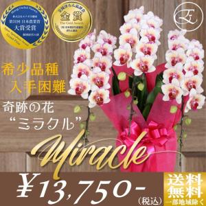 胡蝶蘭 希少 ギフト お祝い  奇跡の花 「ミラクル」