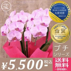 胡蝶蘭 ギフト お歳暮 お祝い プチ アヤ モモ 2本立 モテギ洋蘭園 金賞受賞品種 ロングセラー ブランド 女性に大人気 淡い ピンク ミディ