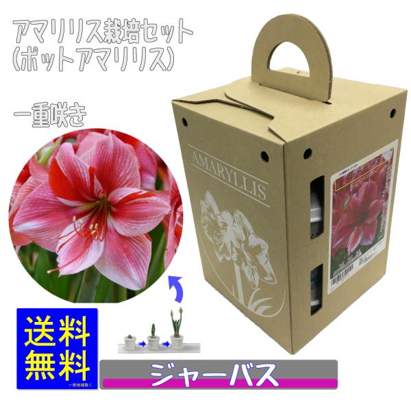 ポットアアマリリス ジャーバス 球根 栽培セット 福花園種苗