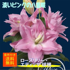 ユリ 球根 ローズリリー アンジェラ 八重咲 オリエンタル百合 福花園