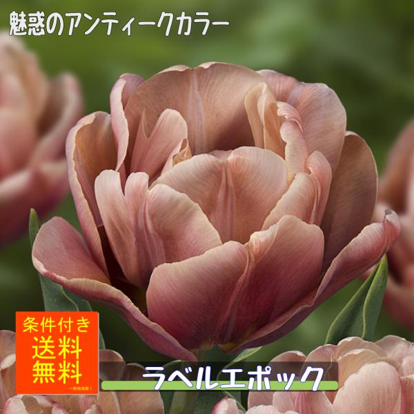 チューリップ 球根 ラベルエポック 福花園種苗(株)