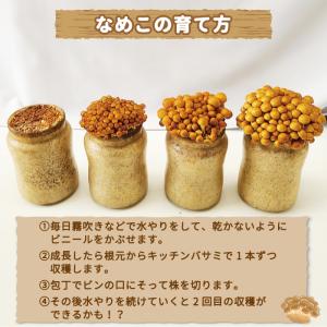 【4個セット】なめこ栽培キット×4本 福島県産...の詳細画像2