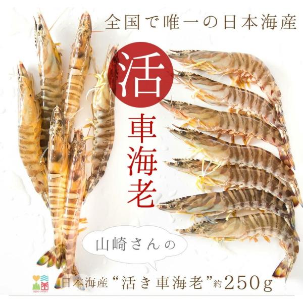 車海老 活き車エビ/約250g 約7〜12尾入 送料無料 えび 刺身 車エビ 活車海老 活きエビ お...