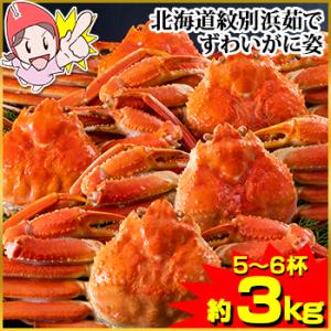 かに カニ 蟹 ズワイガニ ボイル |北海道紋別浜茹で ずわいがに姿5〜6杯（約3kg）