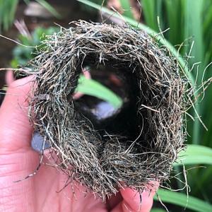 メダカの産卵床 (天然ヤシ繊維) 10個セット メダカ めだか