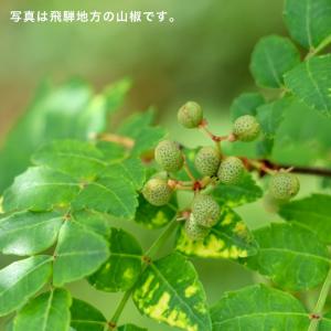 唐辛子 調味料 本辛 山椒 シビれる辛さ 飛騨...の詳細画像5