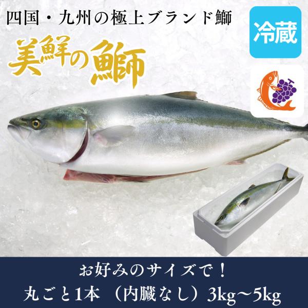 ぶり ブリ 寒ブリ 1本 約3kg~5kg 美鮮の鰤 鮮魚 刺身 冷蔵 ぶりしゃぶ 寒ぶり 寒鰤 ブ...