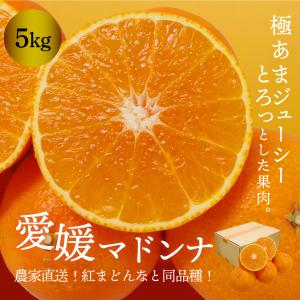 予約商品 みかん 愛媛まどんな 家庭用 5kg 送料無料 愛媛県産 産地直送 ミカン 高級柑橘 ギフト プレゼント 2024 お歳暮 グルメ