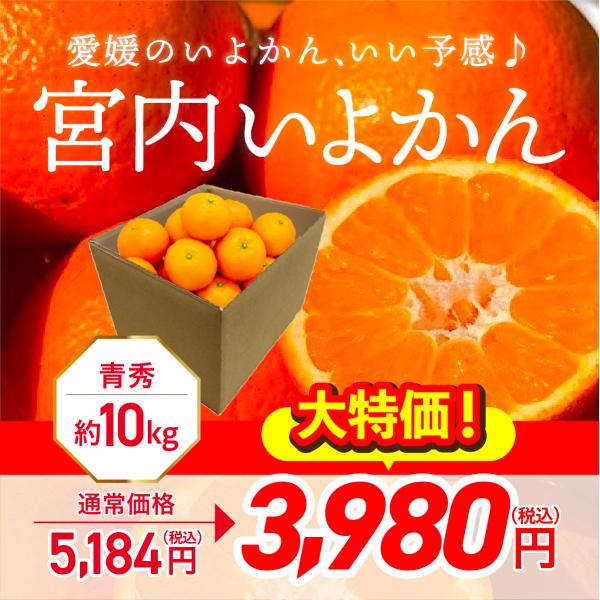 宮内伊予柑 いよかん 約10kg 青秀  愛媛県産 果物 フルーツ みかん ミカン 柑橘 青果 ギフ...
