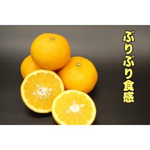 愛媛西宇和産 甘夏 訳あり家庭用 送料無料 10kgの詳細画像1