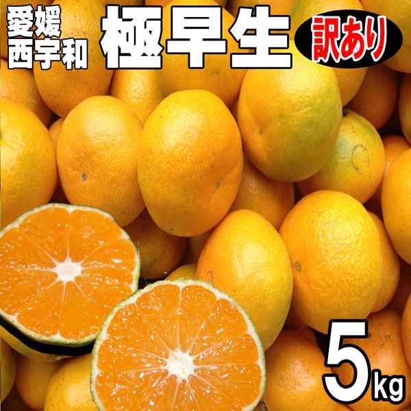 愛媛みかん 西宇和産 極早生みかん 訳あり家庭用 ５ｋｇ 送料無料 産地直送温州みかん