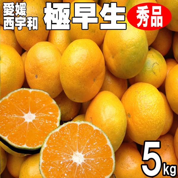 愛媛みかん 西宇和産 極早生みかん 秀品ギフト贈答用 ５ｋｇ 送料無料 産地直送温州みかん