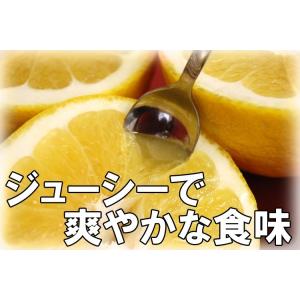 河内晩柑 秀品お中元ギフト贈答用 7kg 愛媛...の詳細画像1