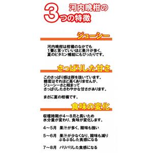 河内晩柑 秀品お中元ギフト贈答用 7kg 愛媛...の詳細画像2