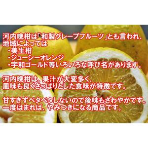 河内晩柑 秀品お中元ギフト贈答用 7kg 愛媛...の詳細画像3