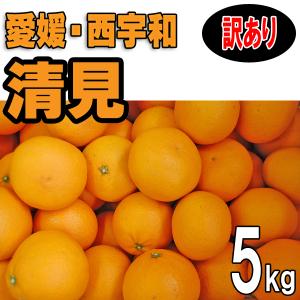 愛媛 西宇和産 清見 訳あり 家庭用 5kg 送料無料