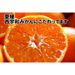 2注文で 5kg 送料無料 3注文で 10kg...の詳細画像1