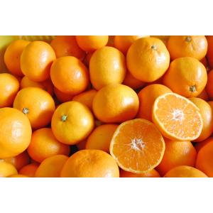 2注文で 5kg 送料無料 3注文で 10kg...の詳細画像4