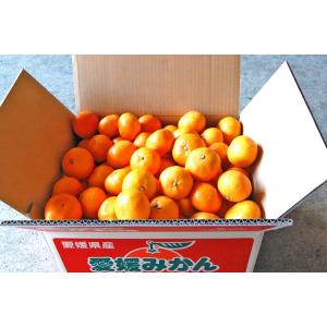 愛媛 西宇和 八幡浜 みかん 秀品 ギフト 贈...の詳細画像2