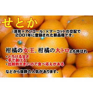 愛媛 西宇和産 せとか 訳あり 家庭用 5kg...の詳細画像1