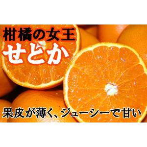 愛媛 西宇和産 せとか 訳あり 家庭用 5kg...の詳細画像2
