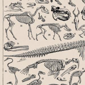 アート ビンテージ 博物学 人間 動物 脊椎動...の詳細画像4